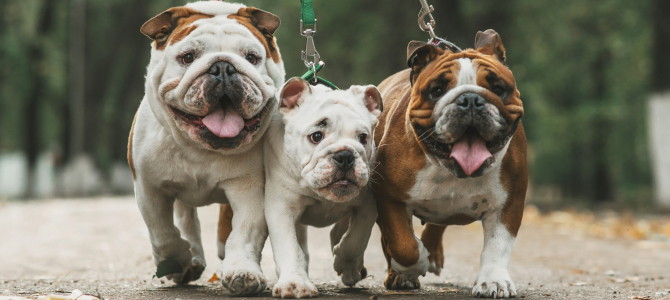Front view of a trio of leashed English bulldogs enjoying a walk